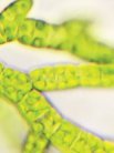 Algae biofuels provide a viable alternative to fossil fuels.