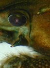 Southampton is a world-leading centre for invertebrate neuroscience, with its foundations in pioneering work done at the University in the 1950s.