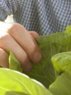 Southampton research  into agri-environmental management contributes to international policy on food security.